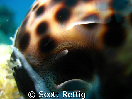 Close up of a Tiger Cowry..South side, Oahu by Scott Rettig 