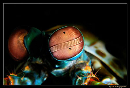 The Peacock Mantis Shrimp has one of the most complex eye... by Kay Burn Lim 