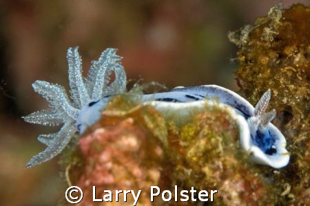 Chromodoris willani, D300, 105VR, Puerto Galera, Philippines by Larry Polster 
