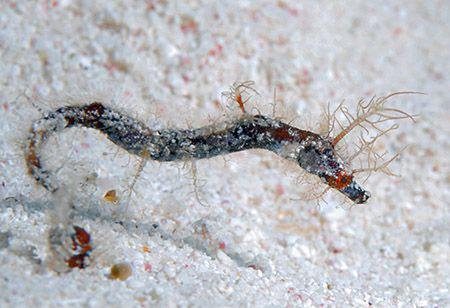 Pipehorse (Acentronura dendritica) from the Cayman Island... by Jim Chambers 