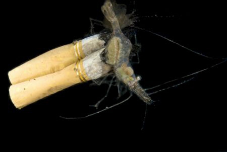 A temperate shrimp attempts to clean a burnt cigarette butt by Cal Mero 