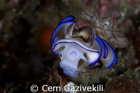 Face to face by Cem Gazivekili 