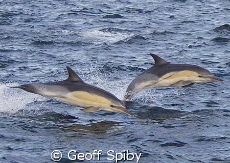 common dolphins by Geoff Spiby 