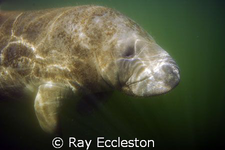 Manatee at the Main Spring Crystal River FL . Camera Niko... by Ray Eccleston 