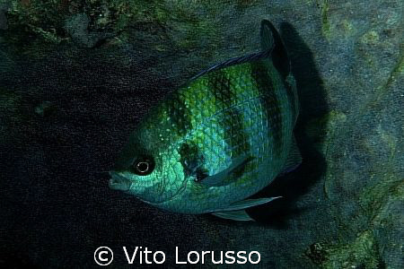 Fishs by Vito Lorusso 