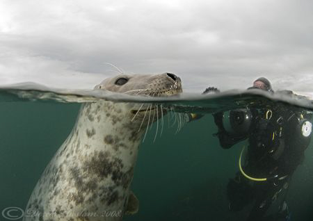 Diver's above water!! Farne islands. D200, 10.5mm. by Derek Haslam 