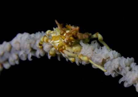 Xeno crab on whip coral - Lembeh. by John M Akar 