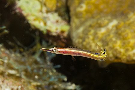 Arrow Blenny (Lucayablennius zingaro) on the hunt in the ... by Deborah Chambers 