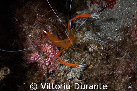 Stenopus Spinosus by Vittorio Durante 