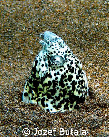 yellowspotted snake eel,haloa point,maui by Jozef Butala 
