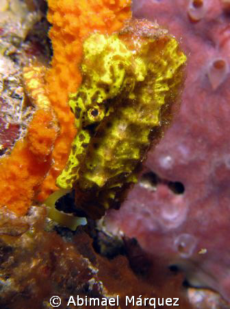 Seahorse, Saba Island by Abimael Márquez 