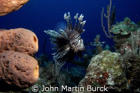 Vigilant Specter - The Lionfish has invaded the atlantic ... by John Martin Burck 
