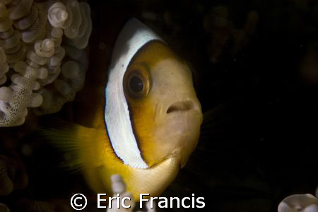 shy clownfish by Eric Francis 