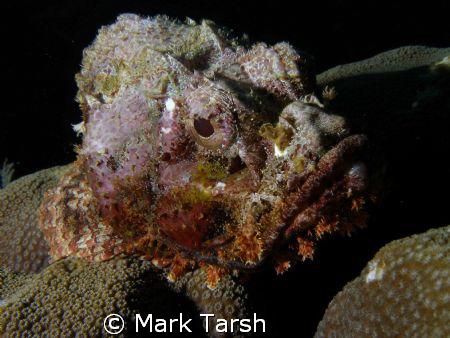 Stone Fish by Mark Tarsh 