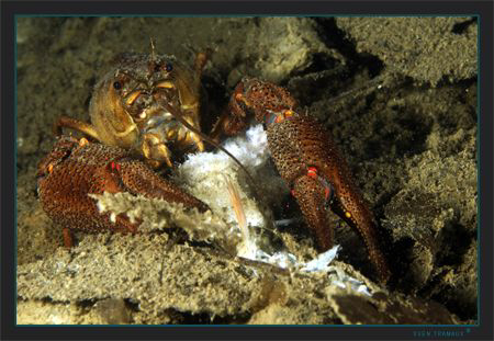 Cray having breakfast by Sven Tramaux 