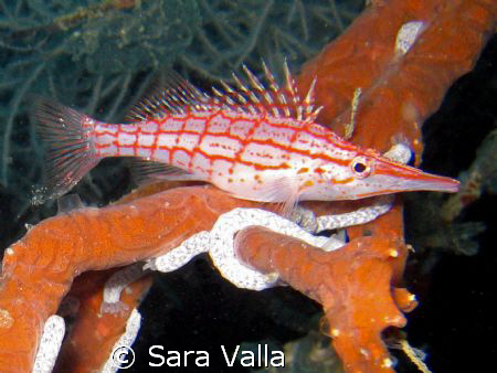 An hawkfish hiding by Sara Valla 