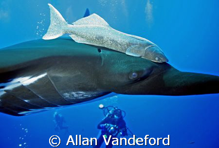 Eye to eye with the elegance and grace of the black manta... by Allan Vandeford 
