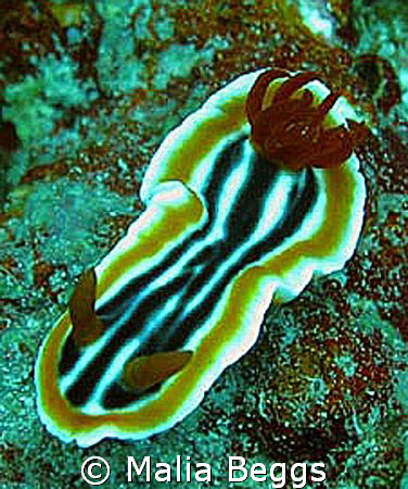 Nudibrancia Chromodoris magnifica.  I took this macro sho... by Malia Beggs 