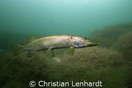 following the pike.... by Christian Lenhardt 