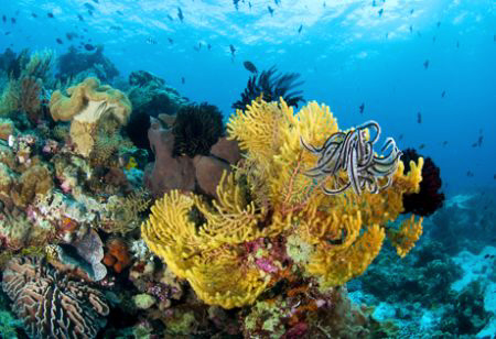 Nice reef scene in Wakatobi by Andy Lerner 