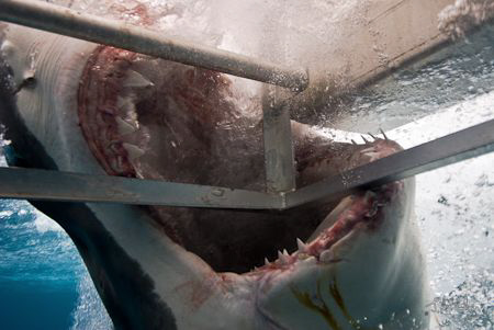 Great White Shark in Neptune Islands, South Australia. 
... by Julian Cohen 