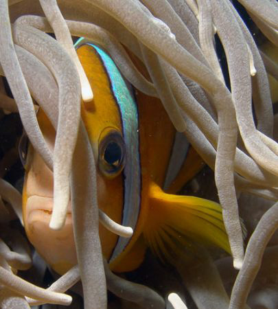 Shy Anemonefish by Martin Dalsaso 