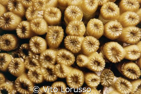 Corals by Vito Lorusso 