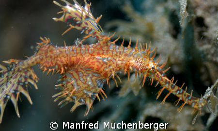 Solenostomus paradoxus - Ornate ghost pipefish – Harlekin... by Manfred Muchenberger 