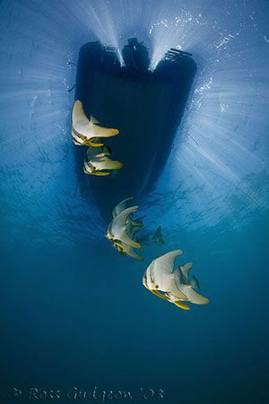 Batfish under out boat.  Ningaloo Reef, Western Australia... by Ross Gudgeon 
