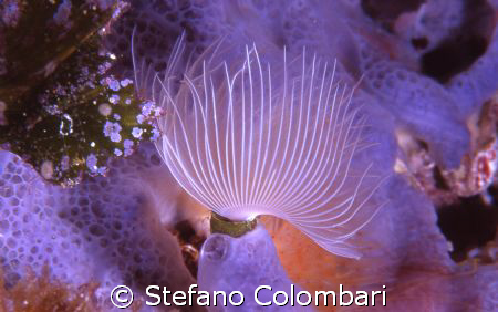 "Dancing" worm by Stefano Colombari 