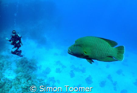 Diver and Napoleon , a grab shot by Simon Toomer 