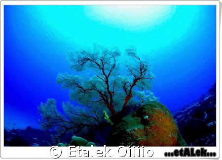 Sangalaki Indonesia by Etalek Oiiiio 