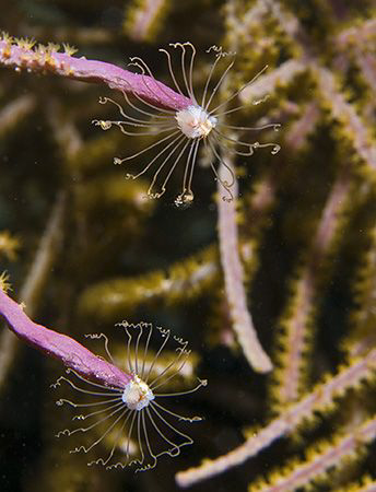 Solitary Gorgonian Hydroid (Ralpharia gorgoniae) on Littl... by Jim Chambers 