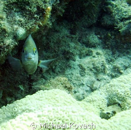 Damsel fish on the Inside Reef at Lauderdale by the Sea by Michael Kovach 