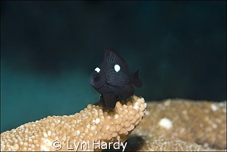 This little threespot dascyllus (dascyllus trimaculatus),... by Lyn Hardy 