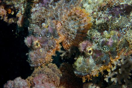 A pair of scorpionfish out looking for food at night by Andy Lerner 