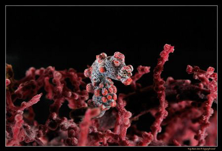 Pygmy Seahorse (Hippocampus Bargabanti), 
D300, 60mm AF-... by Kay Burn Lim 