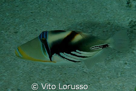 Fishs by Vito Lorusso 
