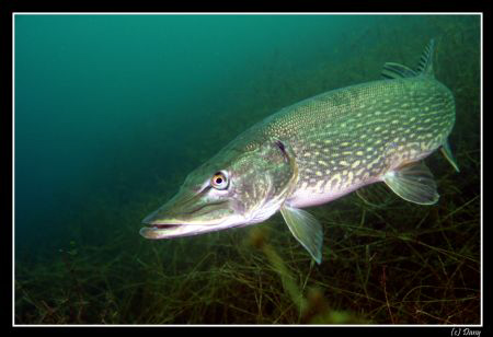 Rendez-vous with THE Pike :-) by Daniel Strub 