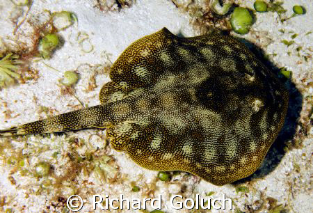 Yellow Stingray-Cozumel-Canon 5D 50 mm by Richard Goluch 