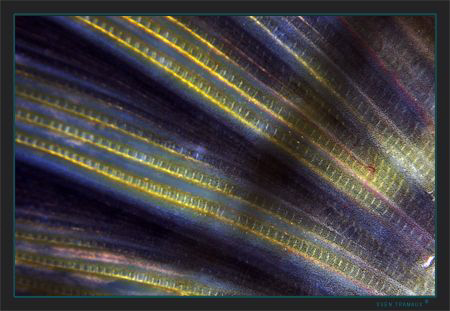 Pike's caudal fin (cropped a little) by Sven Tramaux 