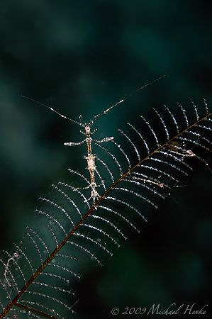 This Skeleton Shrimp (Caprella sp., size about 8mm) was v... by Michael Henke 
