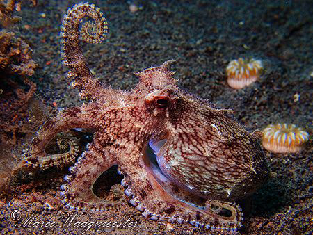 "I Am Strong!" - Veined Octopus with Bodybuilder Pose - P... by Marco Waagmeester 