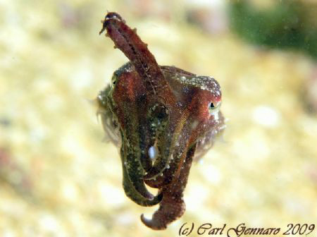 Baby cuttle fish by Carl Gennaro 