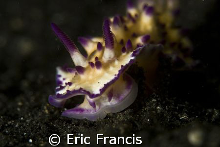 trying to get a portrate of a nudi, small depth of feild ... by Eric Francis 