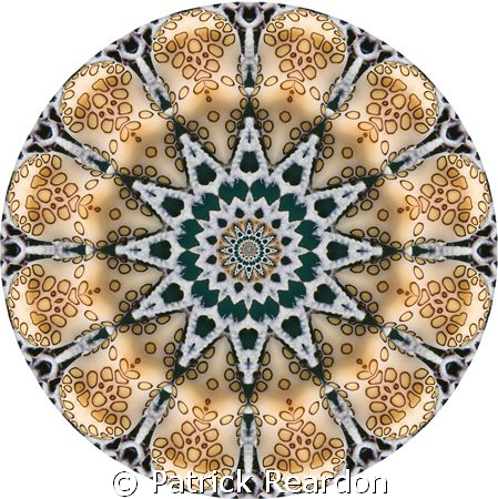 "Kaleidoscopic" image made from a shot of a flamingo tongue. by Patrick Reardon 