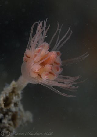 Oaten pipe hydroid. Menai straits. D200, 2xc, 60mm, wet d... by Derek Haslam 