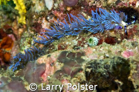 Pteraeolidia ianthina, D300, ISO 200, 1/125, f14 by Larry Polster 
