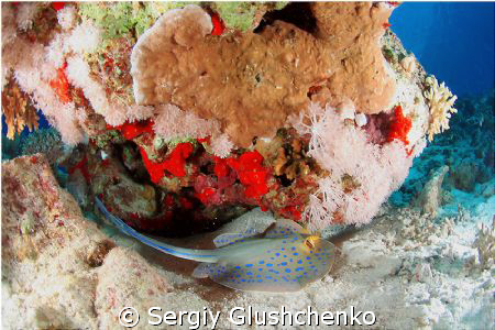 Stingray by Sergiy Glushchenko 