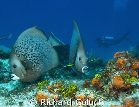 Gray Angels and a diver-Cozumel by Richard Goluch 